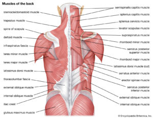 ACTIONETIX Back Muscles