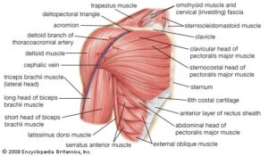 ACTIONETIX Chest Muscles